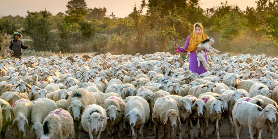 IHRC-Qurbani